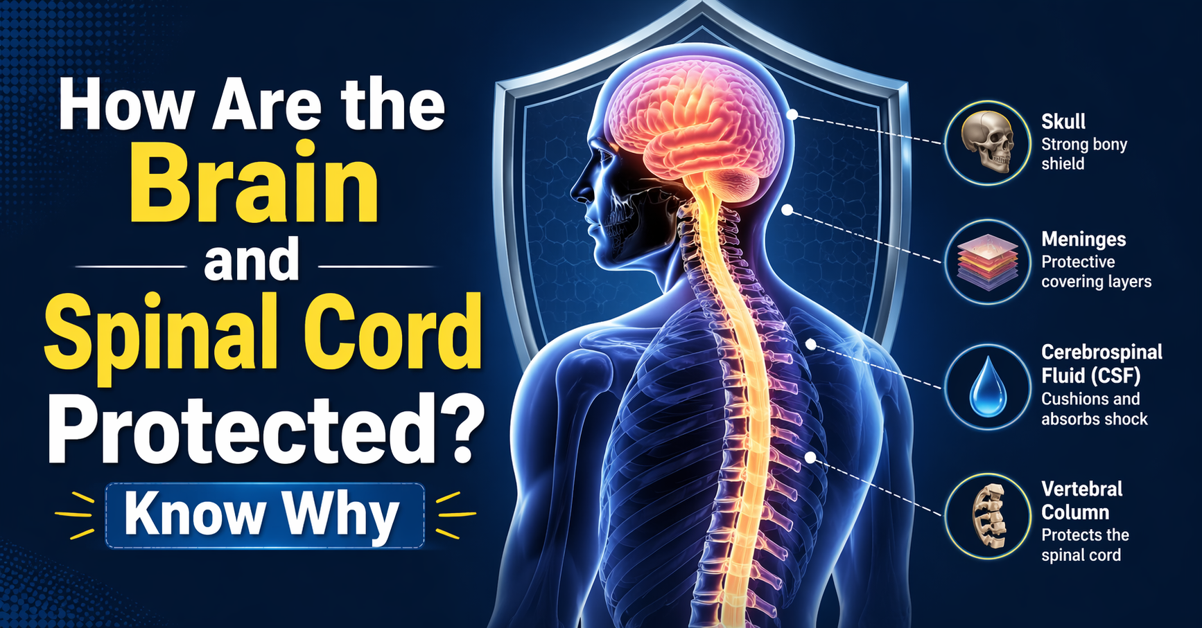 How Are the Brain and Spinal Cord Protected? Know Why